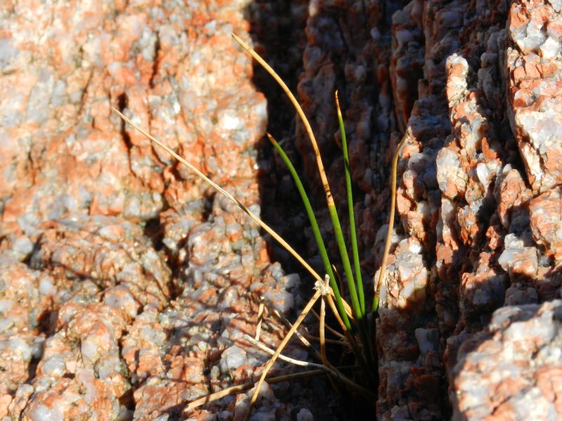 giunco da determinare